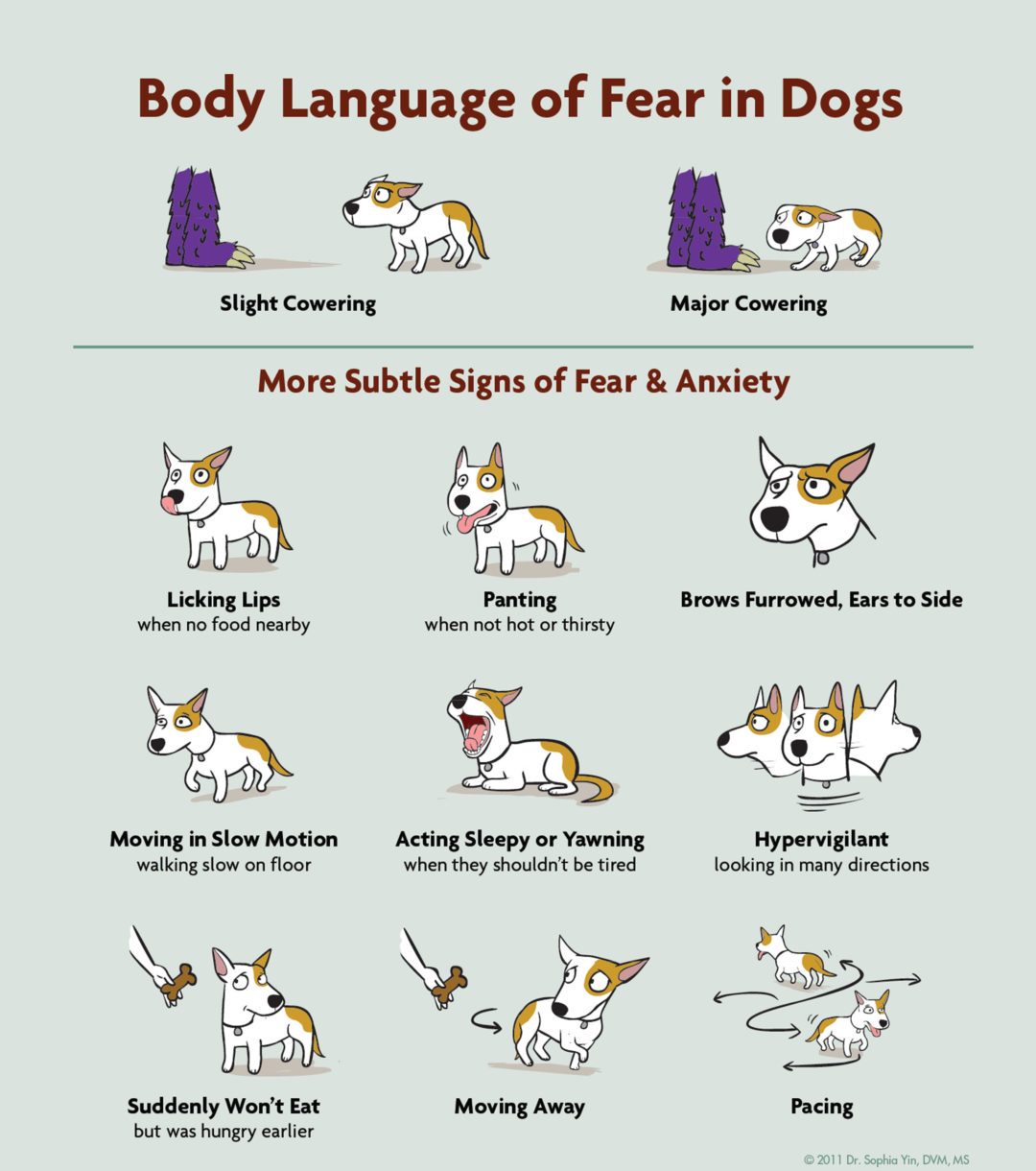 dog-behaviour-signs - Whitehorse Veterinary Hospital