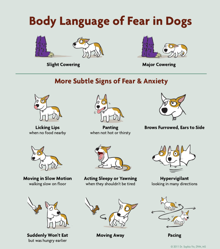 dogbehavioursigns Whitehorse Veterinary Hospital