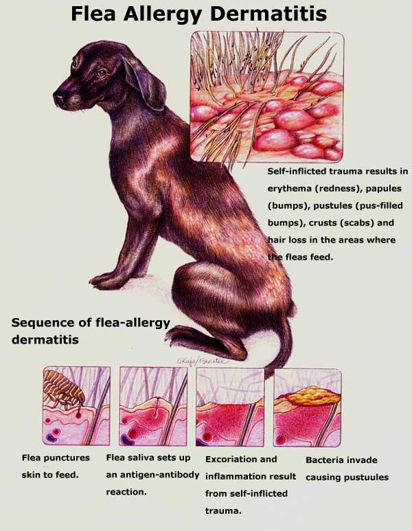 Flea Allergy Dermatitis Whitehorse Veterinary Hospital