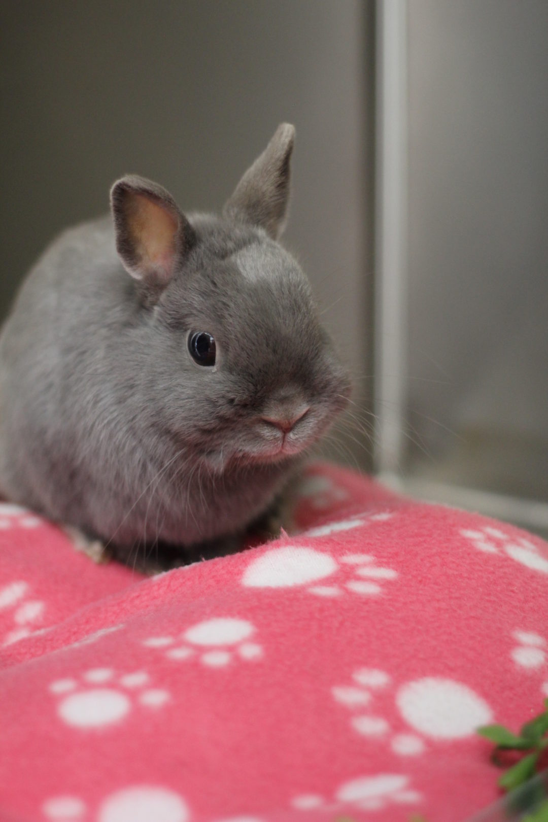 Gut Stasis in Rabbits Whitehorse Veterinary Hospital