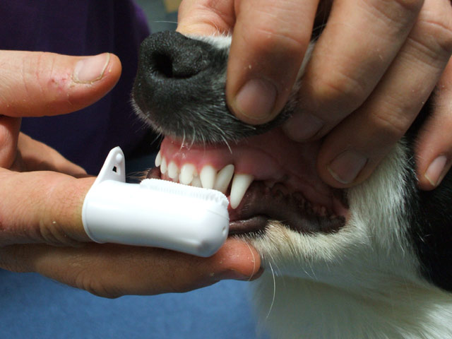 How to brush your pets teeth Whitehorse Veterinary Hospital