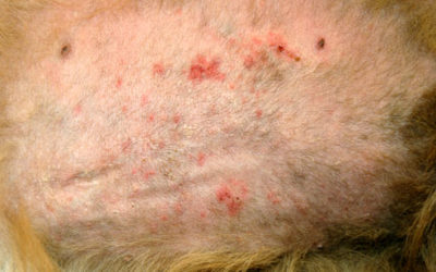 Allergic Skin Disease
