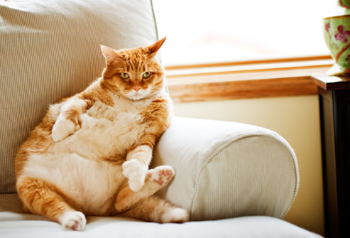fat-cat-on-couch.jpg