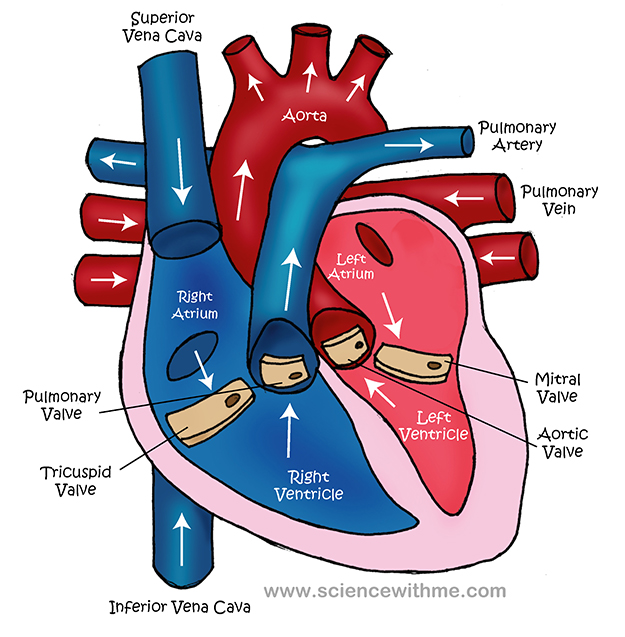 pulmonary veins clipart