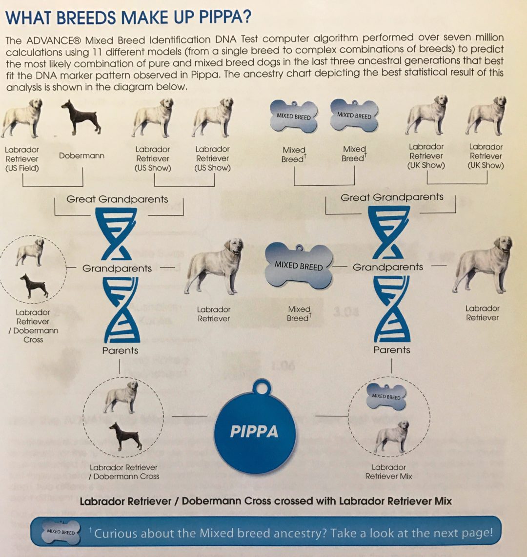 piptest Whitehorse Veterinary Hospital