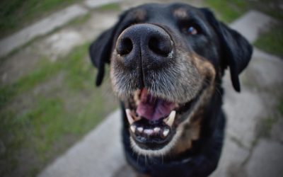 Looking after your pet’s gums at home + dental offer