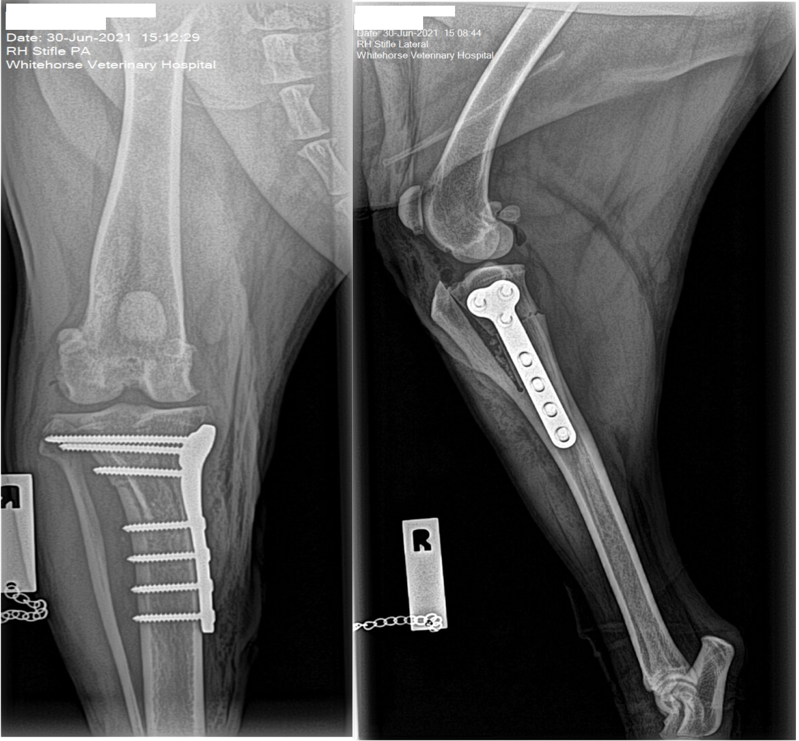 Whitehorse Vet - Orthopaedic Surgery - TTO Example