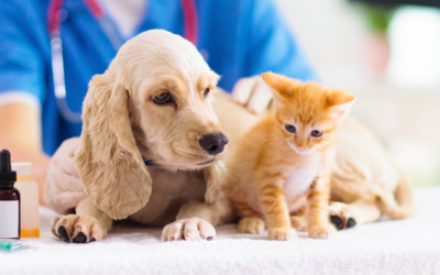 Vaccinations Uncovered: What Every Pet Parent Needs to Know