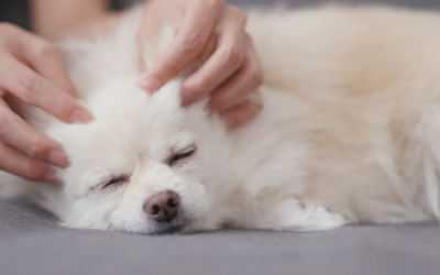 Social media “Beauty routines” for dogs
